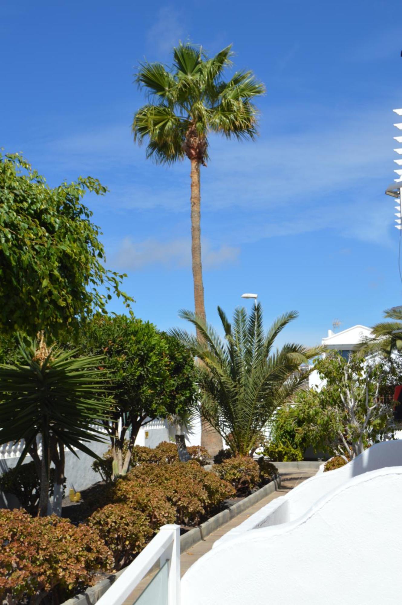 Lava Teneguia, 5 Guests In 2 Bedrooms Puerto del Carmen  Ngoại thất bức ảnh
